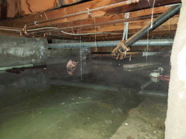 Best Water damage mitigation services  in Plain City, UT