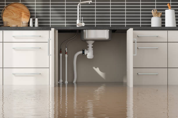 Best Mold removal after water damage  in Plain City, UT